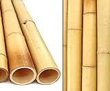 bambus-discount.com Bambusrohre