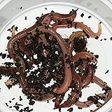 Feeders & more Kompostwürmer