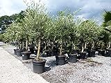 gruenwaren jakubik Olivenbaum