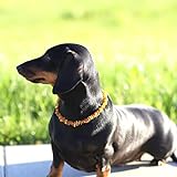 Baltic Amber Land Bernstein-Halsband Hund