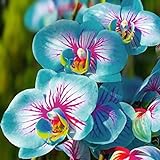 TOYHEART Orchideenerde