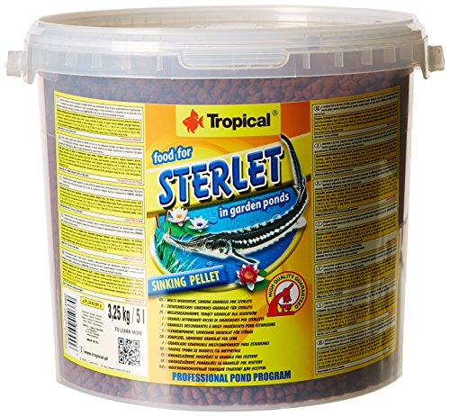 Tropical Sterlet