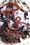 Wurmwelten.de Kompostwürmer